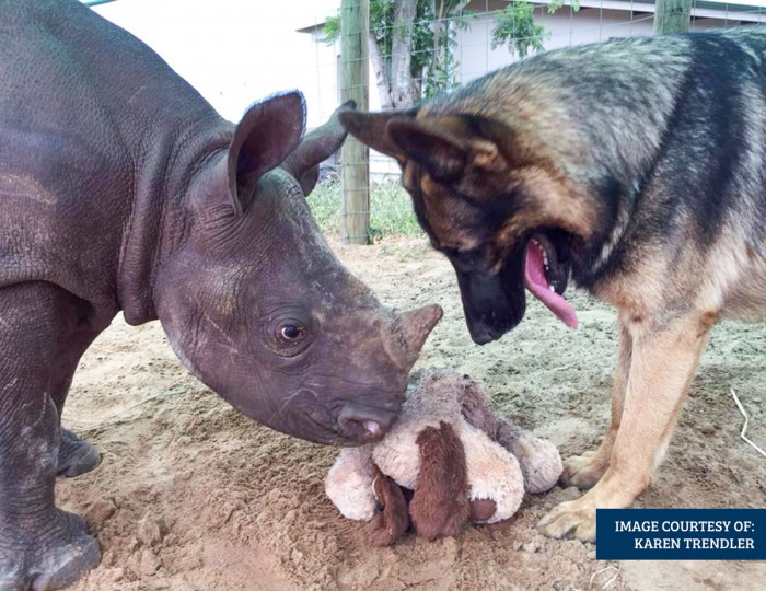 2016-Feb---Hero-Poaching-dog-with-rhino